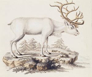 Renas (Cervus tarandus), de Mamíferos ilustrados da Natureza com descrições, de Johann Christian Daniel von Schreber (1739-1810), gravura de I Nufsbiegel, volume 5, quadro 248-C, Alemanha de German School
