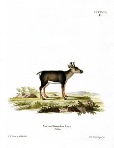 Rena Fawn (gravura colorida) de German School