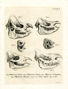 Rhino Skulls (gravura colorida) de German School