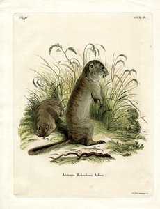 Esquilo terrestre de Richardson (gravura colorida) de German School