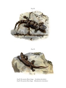 Gecko de parede anelada (cor litho) de German School