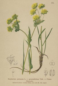 Orelha de lebres de rocha (Bupleurum petraeum, Bupleurum graminifolium) de German School