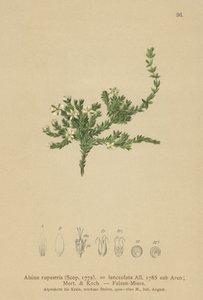 Rock Stitchwort (Alsine rupestris, lanceolata de Alsine, Minuartia rupestris) de German School
