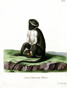 Roloway Guenon (gravação a cores) de German School