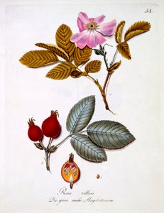 Rosa villosa, ilustração de um livro de flores silvestres alemãs por Johann Daniel von Reitter, publicado c.1803-5