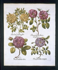 Roses, placa 95 de Hortus Eystettensisby Basil Besler (1561-1629) pub. 1613 (gravura colorida à mão) de German School