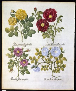 Rosas, placa 96 de Hortus Eystettemsis por Basil Besler (1561-1629) pub em 1613 (gravura colorida à mão) de German School