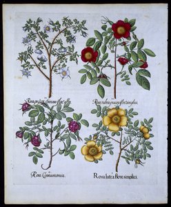 Rosas, placa 98 do pub de Hortus Eystettensisby Basil Besler (1561-1629). 1613 (gravura colorida à mão) de German School