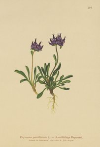 Rampion de cabeça redonda (Phyteuma pauciflorum, Rapunculus pauciflorus, Phyteuma globulariifolium) de German School