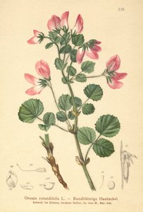 Restharrow de folhas redondas (Ononis rotundifolia, Ononis tribracteata) de German School