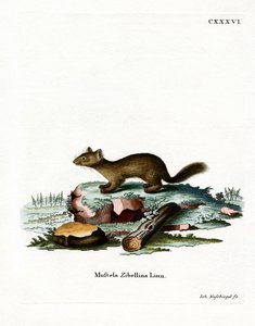 Sable (gravação a cores) de German School