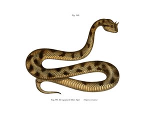Víbora da Areia do Saara (cor litho) de German School