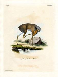 Dik-dik de sal (gravação a cores) de German School