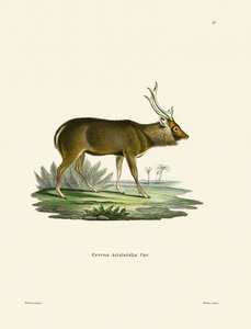 Sambar (gravação a cores) de German School