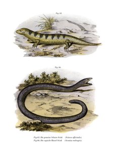 Sandfish Skink (cor litho) de German School