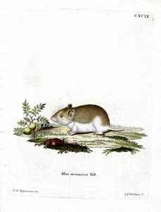 Sandy Mole Rat (gravura colorida) de German School