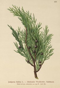 Savin Juniper (Juniperus Sabina) de German School