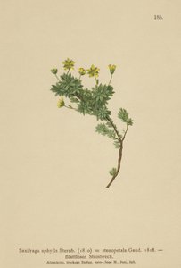 Saxifraga (Saxifraga aphylla, Saxifraga stenopetala) de German School