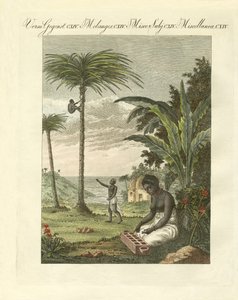 Cenas da África (gravura a cores) de German School