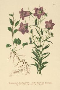 Bellflower de Scheuchzer (Campanula Scheuzeri) de German School