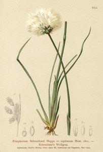 Erva de algodão de Scheuchzers (Eriophorum Scheuchzeri, Eriophorum capitatum) de German School