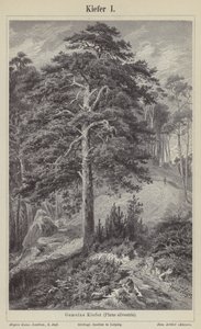 Pinheiro silvestre (gravura) de German School