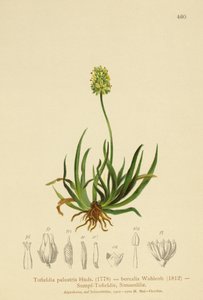 Asphodel escocês (Tofieldia calyculata, Tofieldia palustris, Tofieldia borealis, Tofieldia pusilla) de German School