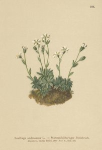 Scree Saxifrage (Saxifraga androsacea) de German School