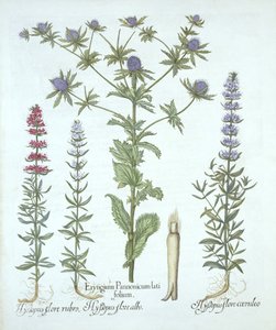 Sea Holly e Three Kinds of Hyssop, de Hortus Eystettensis, de Basil Besler (1561-1629), pub. 1613 (gravura colorida à mão) de German School
