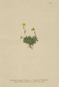 Seguir Saxifraga (Saxifraga Seguieri) de German School