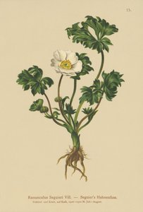 Seguidores Crowfoot (Ranunculus Seguieri) de German School