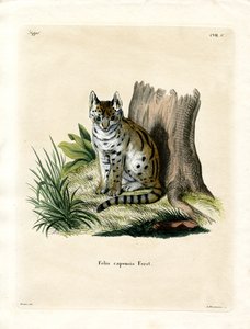 Serval (gravação a cores) de German School