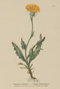 Hawkweed desgrenhado (Hieracium villosum) de German School