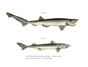 Sharpnose Sevengill Shark (cor litho) de German School