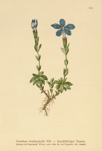 Genciana de folhas curtas (Gentiana brachyphylla) de German School