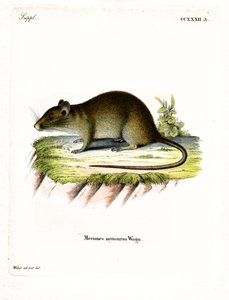 Rato Bandicoot de cauda curta (gravação a cores) de German School