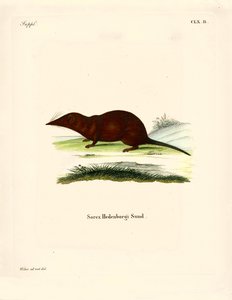 Shrew (gravura colorida) de German School
