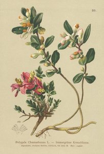 Milkwort Arbusto (Polygala Chamaebuxus) de German School