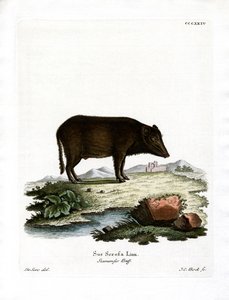 Javali Siamês (gravura colorida) de German School