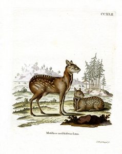 Cervo almiscarado siberiano (gravura colorida) de German School