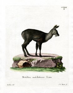 Cervo almiscarado siberiano (gravura colorida) de German School