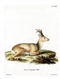 Veado siberiano (gravura colorida) de German School