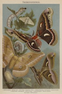 Silkmoths de German School