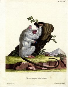 Marmoset prateado (gravação a cores) de German School