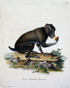 Simia sphingiola, de Mamíferos ilustrados da Natureza com descrições, de Johann Christian Daniel von Schreber (1739-1810), gravura de IC Bock, Alemanha de German School