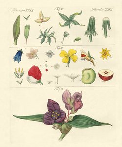 Peças de flor única de German School