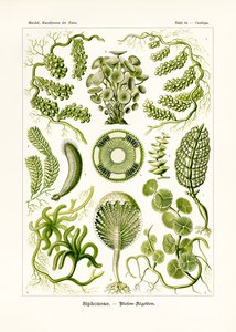 Sifonéias, 1899-1904 de German School