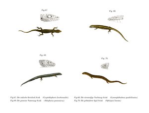 Skink (cor litho) de German School
