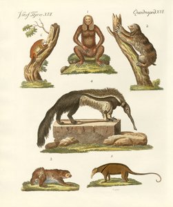 Preguiças e tamanduás de German School