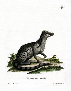 Pequeno Civet Indiano (gravura colorida) de German School